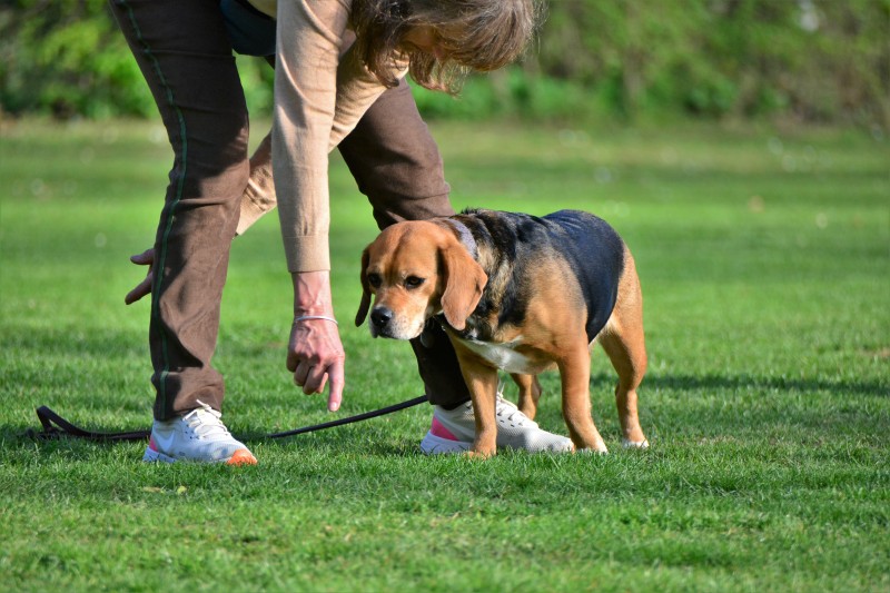 Spass mit Hund und Hoopers 05