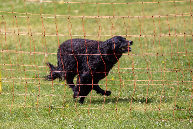 2025-05-29 Hunderennen 004