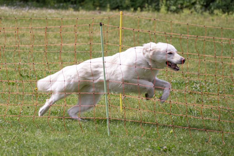 2025-05-29 Hunderennen 054