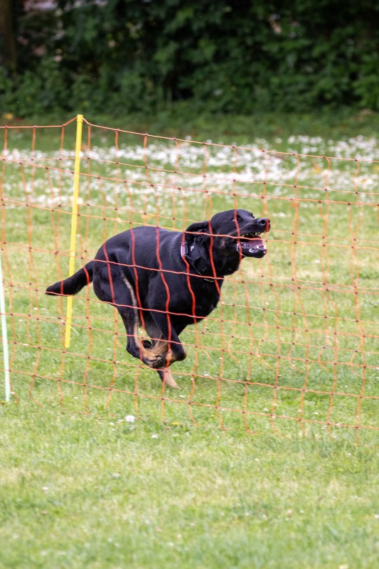 2025-05-29 Hunderennen 102